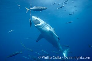 Great white shark, underwater, Carcharodon carcharias, Guadalupe Island (Isla Guadalupe)