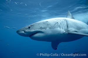 Great white shark, underwater, Carcharodon carcharias, Guadalupe Island (Isla Guadalupe)