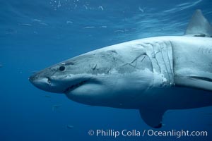 Great white shark, underwater, Carcharodon carcharias, Guadalupe Island (Isla Guadalupe)