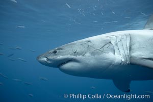 Great white shark, underwater, Carcharodon carcharias, Guadalupe Island (Isla Guadalupe)