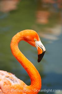 Caribbean flamingo, Phoenicopterus ruber