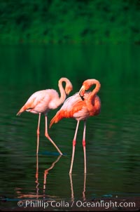 Greater flamingo. Floreana Island, Galapagos Islands, Ecuador, Phoenicopterus ruber, natural history stock photograph, photo id 02279