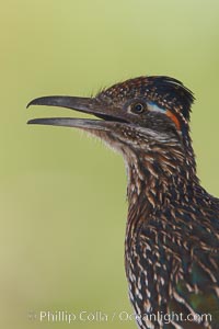 Greater roadrunner, Geococcyx californianus, Amado, Arizona