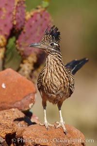 Greater roadrunner, Geococcyx californianus, Amado, Arizona