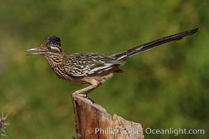 Greater roadrunner, Geococcyx californianus, Amado, Arizona