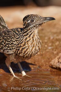 Greater roadrunner, Geococcyx californianus, Amado, Arizona