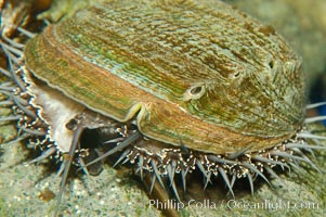 Green abalone, mantle and sight organs visible around edge of shell, Haliotis fulgens