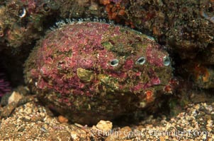 Pink abalone, Haliotis corrugata, San Clemente Island