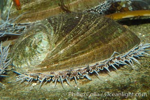 Green abalone with mantle fringe visible extending outside shell, Haliotis fulgens