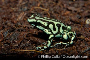 Green and black poison dart frog, native to Central and South America, Dendrobates auratus