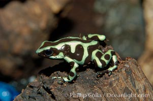 Green and black poison dart frog, native to Central and South America, Dendrobates auratus