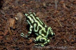 Green and black poison dart frog, native to Central and South America, Dendrobates auratus