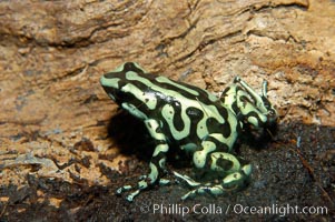 Green and black poison dart frog, native to Central and South America, Dendrobates auratus