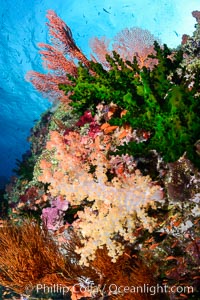 Green fan coral and dendronephthya soft corals on pristine reef, both extending polyps into ocean currents to capture passing plankton, Fiji, Dendronephthya, Tubastrea micrantha