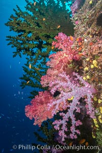 Green fan coral and dendronephthya soft corals on pristine reef, both extending polyps into ocean currents to capture passing plankton, Fiji, Dendronephthya, Tubastrea micrantha, Namena Marine Reserve, Namena Island