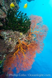 Green fan coral and sea fan gorgonians on pristine reef, both extending polyps into ocean currents to capture passing plankton, Fiji, Gorgonacea, Plexauridae, Wakaya Island, Lomaiviti Archipelago