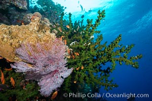 Green fan coral, anthias fishes and sea fan gorgonians on pristine reef,  Fiji, Gorgonacea, Pseudanthias, Tubastrea micrantha