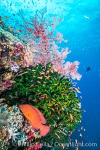 Green fan coral, anthias fishes and sea fan gorgonians on pristine reef,  Fiji, Gorgonacea, Pseudanthias, Tubastrea micrantha