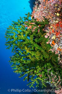 Green fan coral, extending into ocean currents where tiny polyps gather passing plankton, Fiji, Tubastrea micrantha, Vatu I Ra Passage, Bligh Waters, Viti Levu  Island