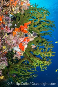 Green fan coral, extending into ocean currents where tiny polyps gather passing plankton, Fiji. Vatu I Ra Passage, Bligh Waters, Viti Levu  Island, Tubastrea micrantha, natural history stock photograph, photo id 31687