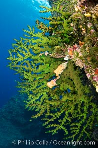 Green fan coral, extending into ocean currents where tiny polyps gather passing plankton, Fiji, Vatu I Ra Passage, Bligh Waters, Viti Levu Island