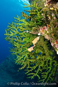 Green fan coral, extending into ocean currents where tiny polyps gather passing plankton, Fiji