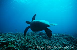 Green sea turtle, Chelonia mydas, Maui