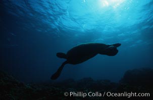 Green sea turtle, Chelonia mydas, Maui