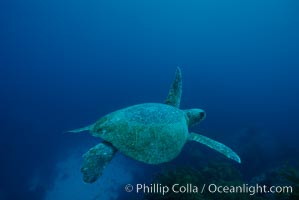 Green sea turtle, Islas San Benito, Chelonia mydas, San Benito Islands (Islas San Benito)