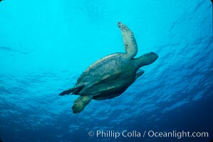 Green sea turtle, Chelonia mydas