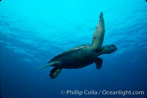 Green sea turtle, Chelonia mydas