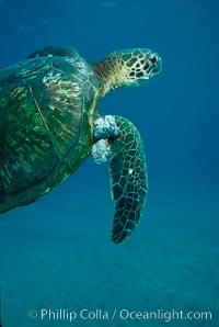 Green sea turtle exhibiting fibropapilloma tumors, West Maui, Chelonia mydas