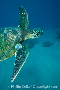 Green sea turtle exhibiting fibropapilloma tumors, West Maui, Chelonia mydas