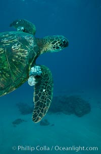 Green sea turtle exhibiting fibropapilloma tumors, West Maui, Chelonia mydas