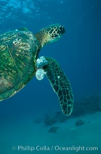 Green sea turtle exhibiting fibropapilloma tumors, West Maui, Chelonia mydas