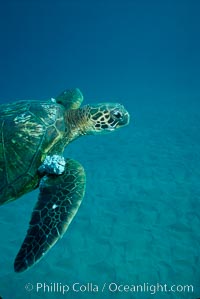 Green sea turtle exhibiting fibropapilloma tumors, West Maui, Chelonia mydas