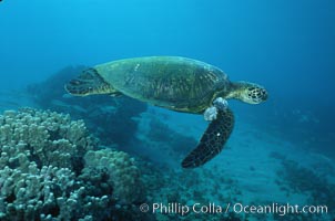 Green sea turtle exhibiting fibropapilloma tumors, West Maui, Chelonia mydas