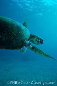 Green sea turtle exhibiting fibropapilloma tumors, West Maui, Chelonia mydas