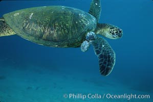 Green sea turtle exhibiting fibropapilloma tumors, West Maui, Chelonia mydas