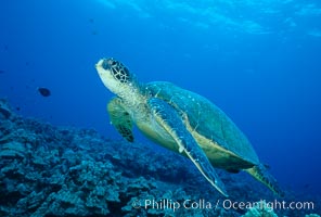 Green sea turtle, West Maui, Chelonia mydas