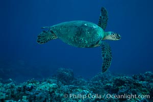 Green sea turtle, West Maui. Hawaii, USA, Chelonia mydas, natural history stock photograph, photo id 02844