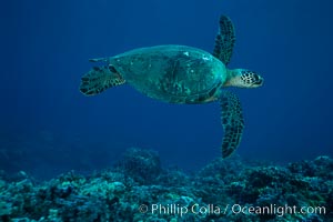 Green sea turtle, West Maui, Chelonia mydas