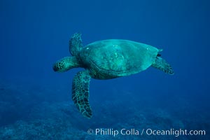 Green sea turtle, West Maui, Chelonia mydas