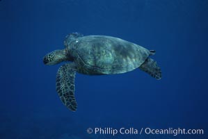Green sea turtle, West Maui, Chelonia mydas