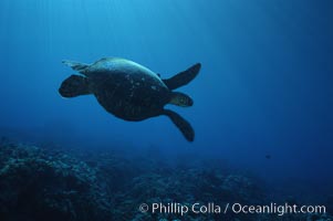 Green sea turtle, West Maui, Chelonia mydas