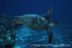 Green sea turtle, West Maui, Chelonia mydas