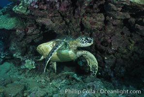 Green sea turtle, West Maui, Chelonia mydas