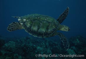 Green sea turtle, West Maui, Chelonia mydas