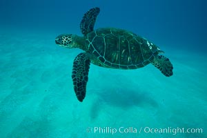 Green sea turtle, West Maui, Chelonia mydas