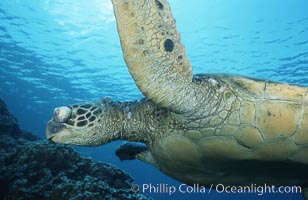 Green sea turtle exhibiting fibropapilloma tumor on left eye and neck, West Maui, Chelonia mydas